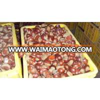 chinese fresh chestnut for sale