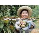 organic chestnuts;Chinese fresh chestnut and castanea mollissima