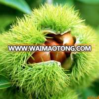 organic chestnuts price per kg;Chinese chestnut and castanea mollissima