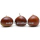 Low chestnut price with chinese chestnuts wholesale chestnuts for sale